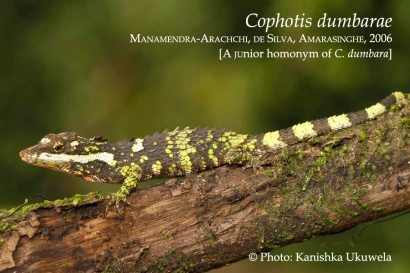 Discoveries Cophotis dumbarae (now C. dumbara) 1