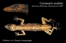 11 iCnemaspis andalasi