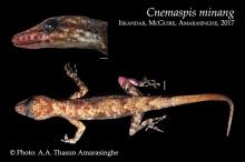 12 iCnemaspis minangi