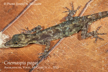 Discoveries Cnemaspis pagai 13