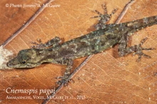 13 iCnemaspis pagaii