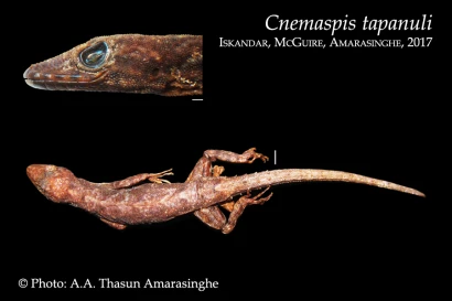 Discoveries Cnemaspis tapanuli 14