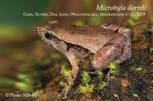 15 iMicrohyla darrelii