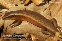 16 iEutropis dattaroyii