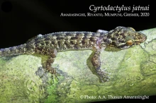 17 iCyrtodactylus jatnaii