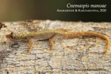 18 iCnemaspis manoaei