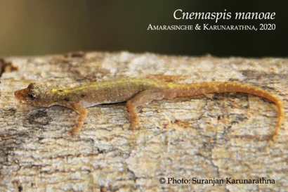 Discoveries Cnemaspis manoae 18