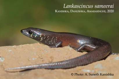 Discoveries Lankascincus sameerai 19