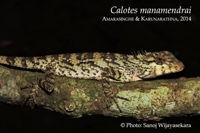 Discoveries Calotes manamendrai 2