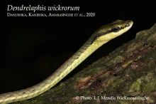 20 iDendrelaphis wickrorumi