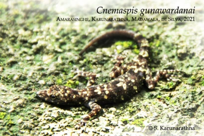 Discoveries Cnemaspis gunawardanai 21