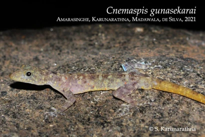 Discoveries Cnemaspis gunasekarai 22