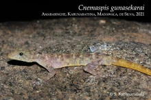 22 iCnemaspis gunasekaraii
