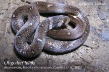 23 iOligodon tolakii