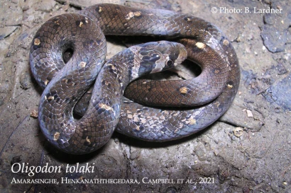 Discoveries Oligodon tolaki 23