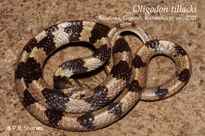 Discoveries Oligodon tillacki 25_1