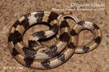 25 iOligodon tillackii