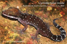 27 iCyrtodactylus veddai