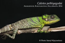 3 iCalotes pethiyagodaii