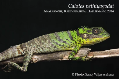 Discoveries Calotes pethiyagodai 3