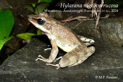 Discoveries Hylarana nigroverrucosa 30_1