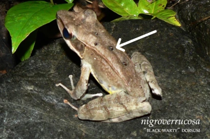 Discoveries The ‘‘black warty’’ dorsum 30_2