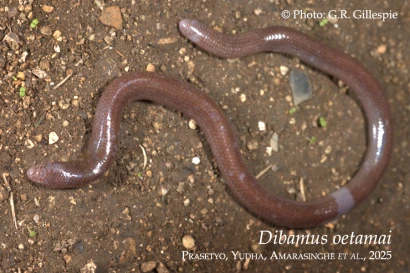 Discoveries Dibamus oetamai 32_1