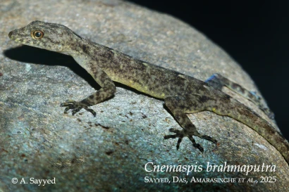 Discoveries Cnemaspis brahmaputra  33_1