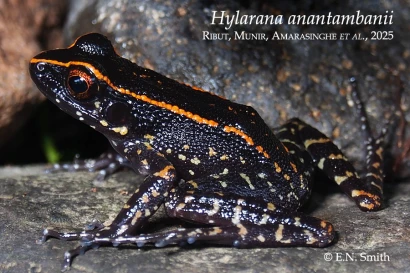 Discoveries Hylarana anantambanii  34_1