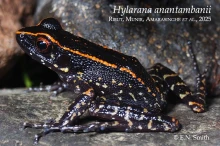 34 iHylarana anantambaniii