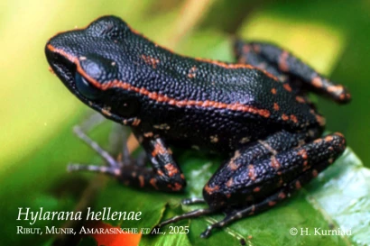 Discoveries Hylarana hellenae  35_1