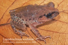 36 iLeptobrachium widianaii