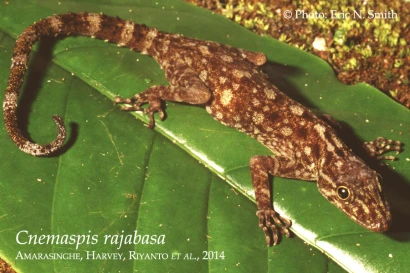 Discoveries Cnemaspis rajabasa 4