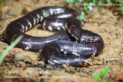 Discoveries Cylindrophis jodiae 5