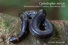 6 iCylindrophis mirzaei