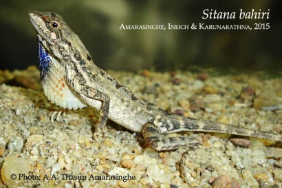 Discoveries Sitana bahiri 8