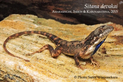 Discoveries Sitana devakai 9