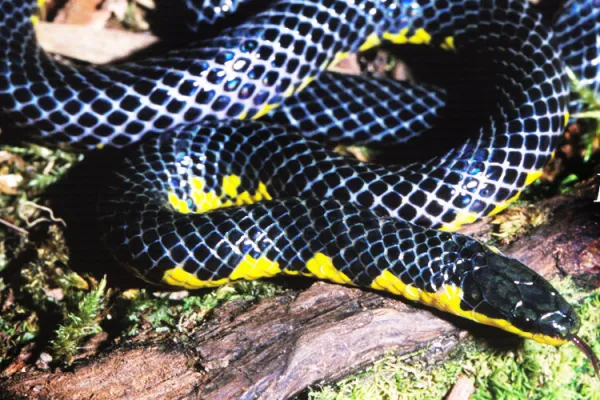 Slideshow  Rabdion grovesi