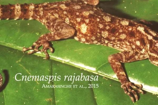 Slideshow  Cnemaspis rajabasa