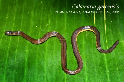 Discoveries Calamaria garoensis ~dl/2026/4/27/37_1