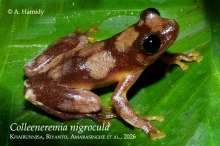 38 iColleeneremia nigroculai