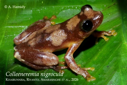 Discoveries Colleeneremia nigrocula ~dl/2026/4/27/38_1