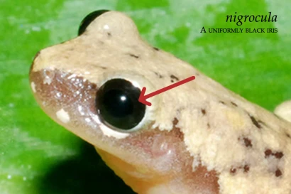 Discoveries The uniformly black iris ~dl/2026/4/27/38_2